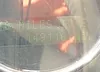 5LTPW18538FJ04992: 42258781