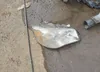 2C4RDGCG2HR825763: 42682980