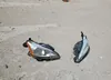 3N1AB7AP6FY316748: 64502855
