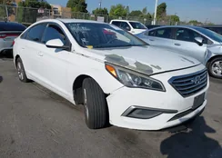 5NPE24AF1GH349546: 43979889