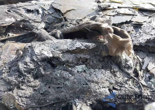 1C3CDFBB3FD373705: 41785482